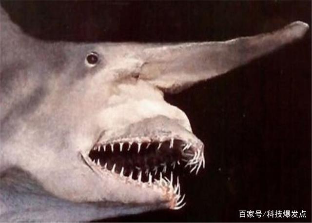 鲨鱼的嘴里长出“齿轮”，逮捕猎物极为锋利，科学家研究上百年！